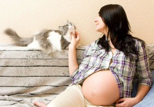 Можно ли играть с кошкой беременной