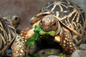 Как кормить черепаху
