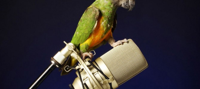 Как научить говорить попугая