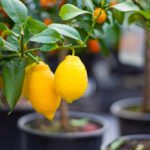Выращивание лимона в горшке